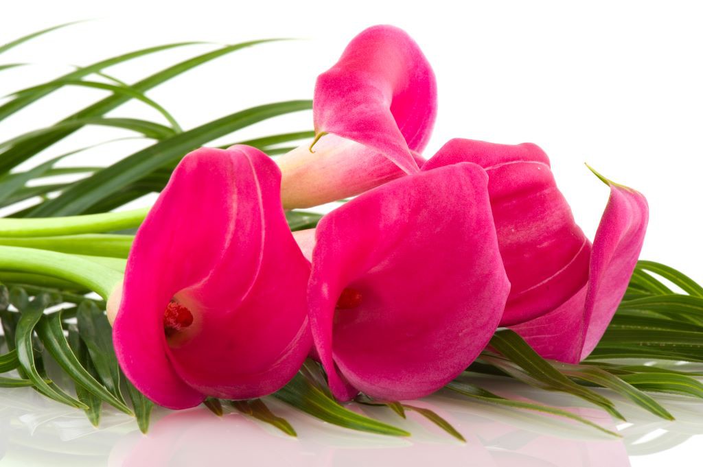 Calla rose deals